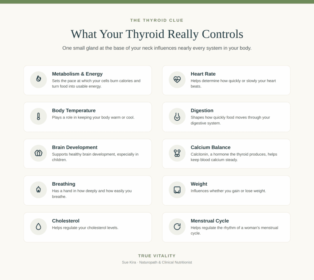 What Your Thyroid Really Controls Infographic, by Sue Kira
