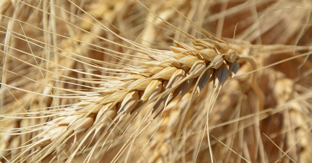 Detailed image of a ripe wheat ear showcasing golden kernels in a sunlit field.