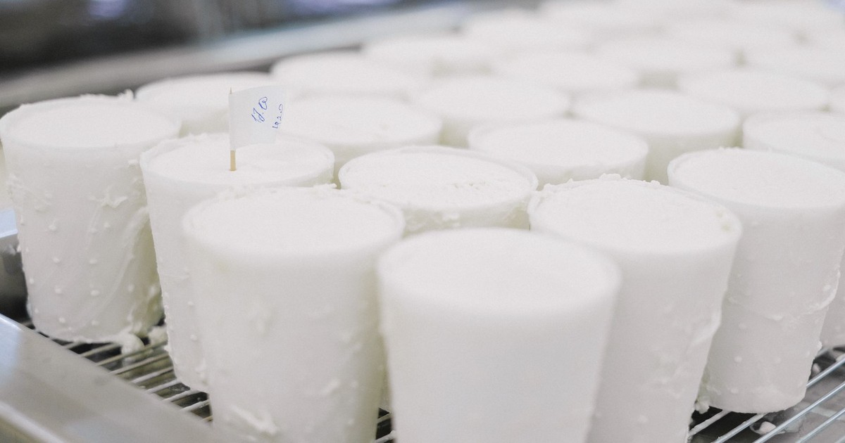 Cheese wheels curing in a dairy factory, showcasing industrial production.