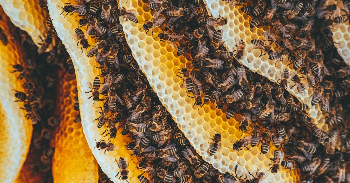 This Toxic Chemical Was Linked to Hundreds of Millions of Bee Deaths in Brazil. Now It’s Showing Up in Honey